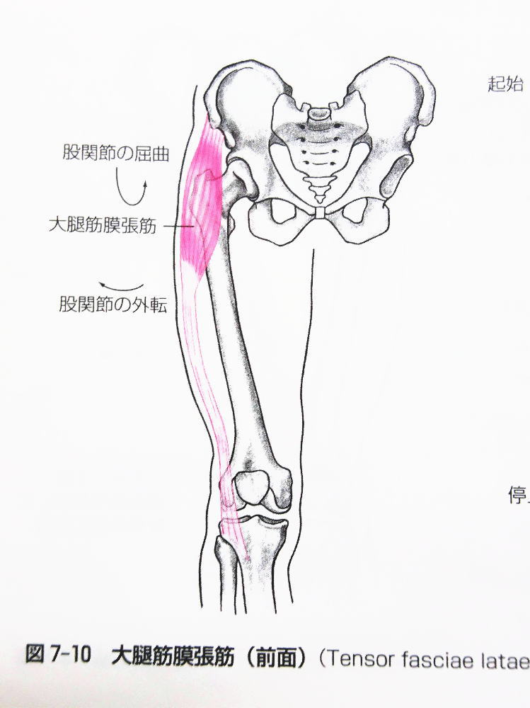 股関節痛対策に重要な 大腿筋膜張筋 とは もりたカイロプラクティック