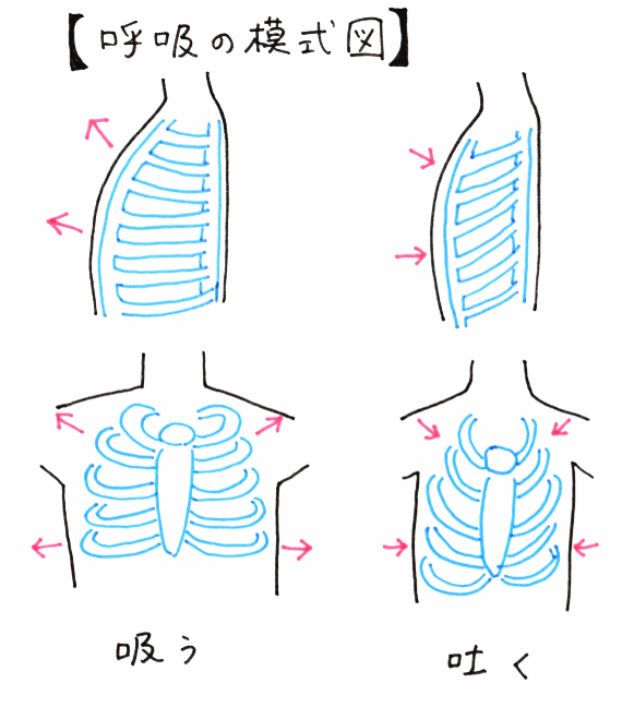 呼吸の模式図