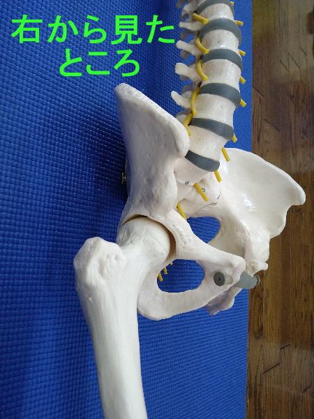 右から見た股関節