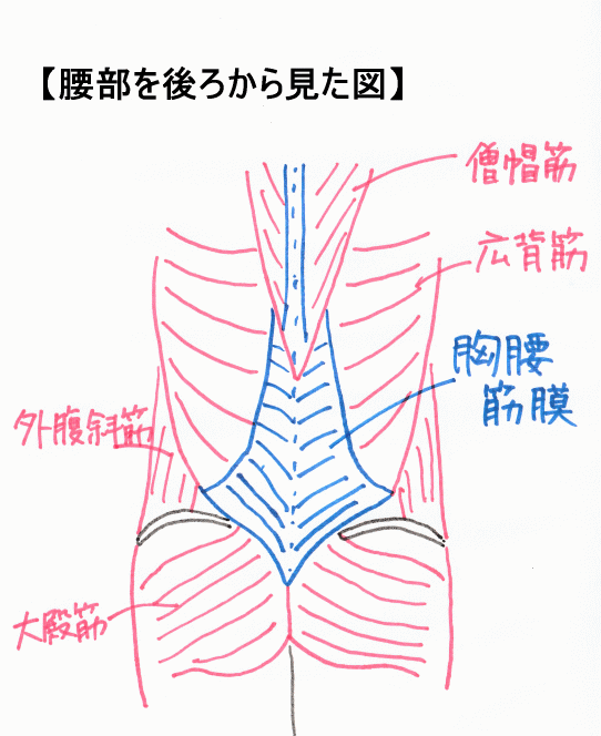胸腰筋膜